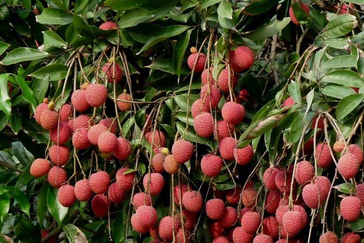 如何選擇荔枝烘干機(jī)改善荔枝干果？