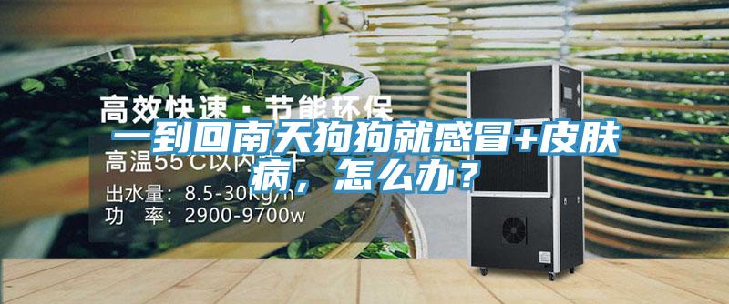 一到回南天狗狗就感冒+皮膚病，怎么辦？