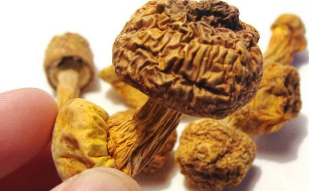 巴西菇、姬松茸烘干機-怎樣烘干色澤好且菇體褶片完整？