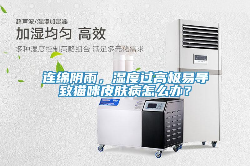 連綿陰雨，濕度過高極易導(dǎo)致貓咪皮膚病怎么辦？
