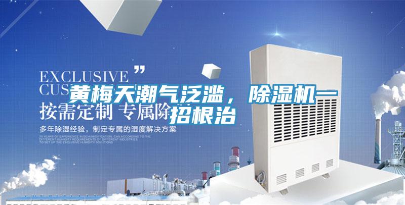 黃梅天潮氣泛濫，除濕機一招根治